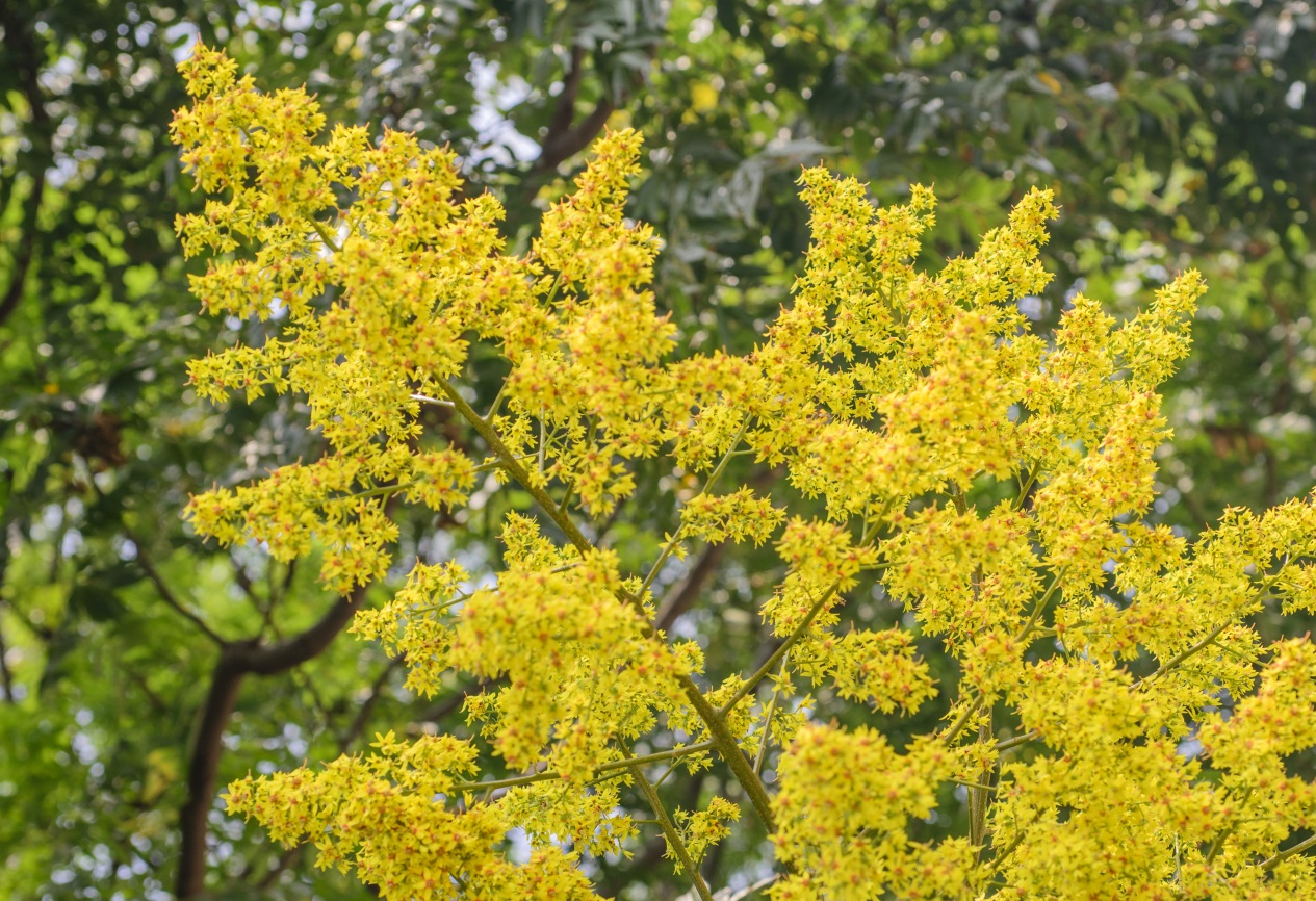 june's plant of the month - the golden rain tree